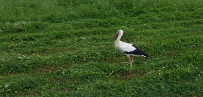 Veterina za velike zivali